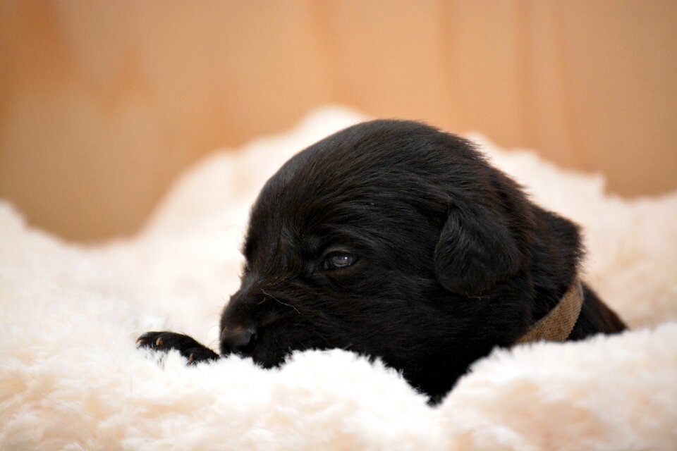 Animal portrait young dog hybrid photo