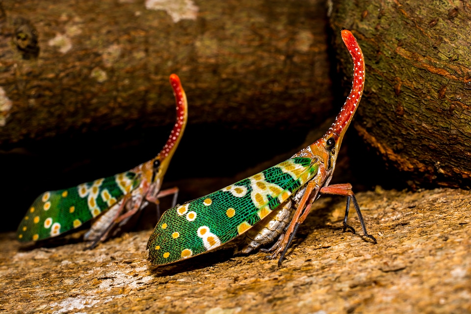 Proboscis long red