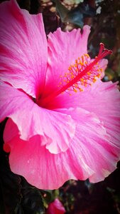 Bloom plant floral