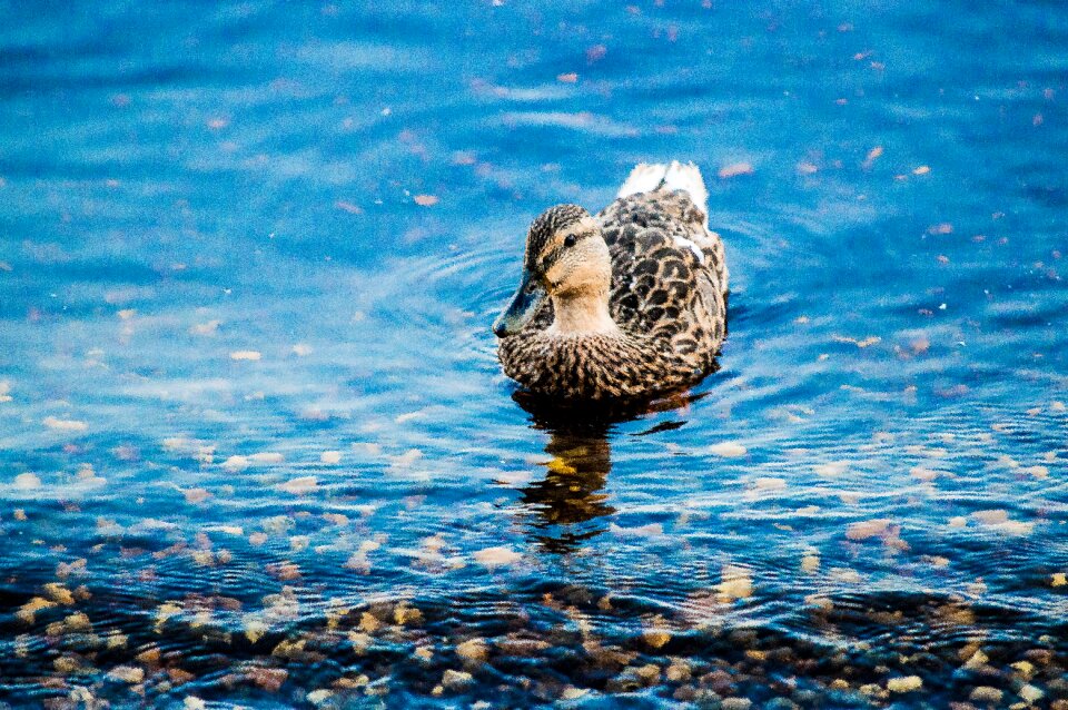 Duckling animals nature