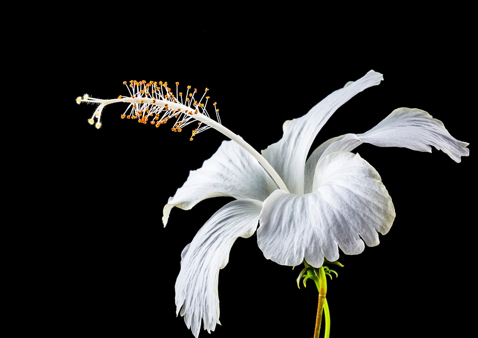 Flower white marshmallow