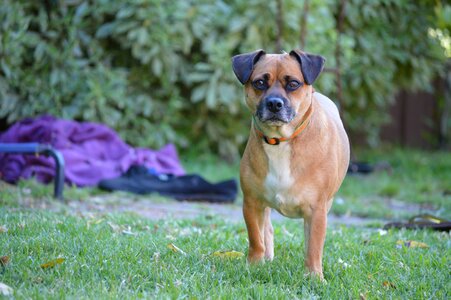 Pet happy dog funny dog