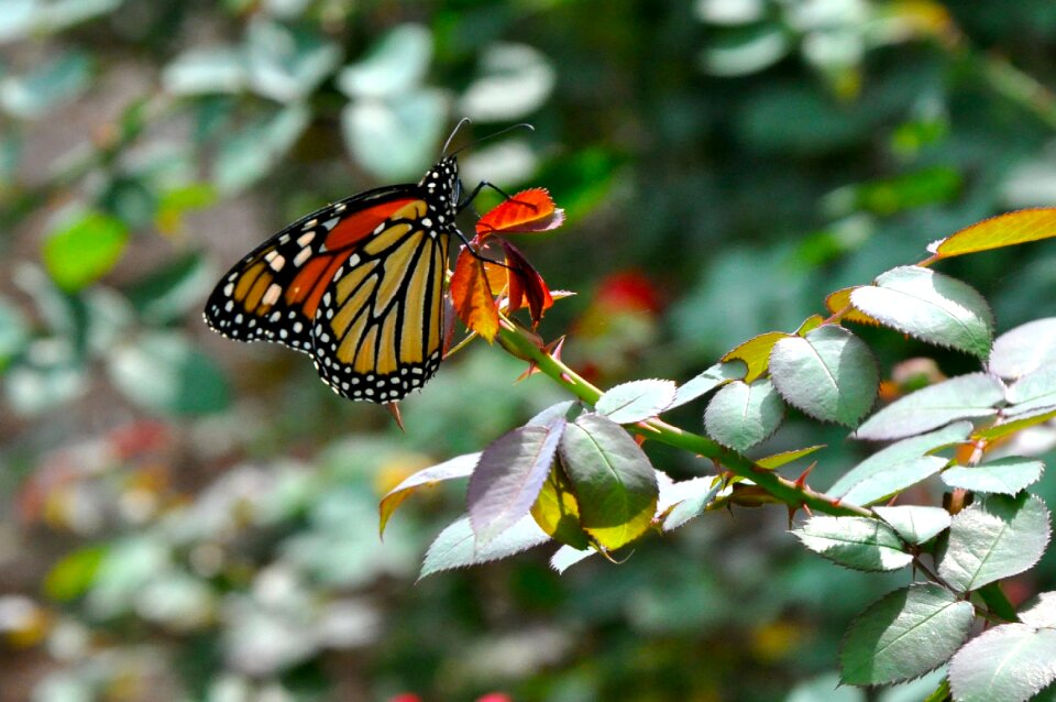 Nature wildlife rose garden