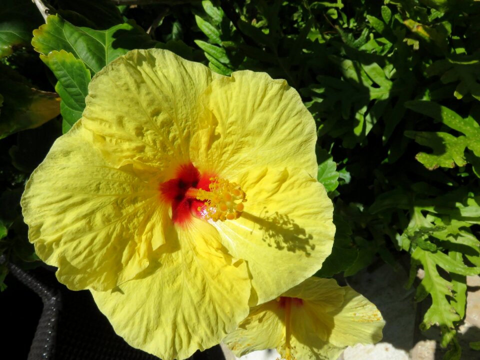 Yellow garden macro
