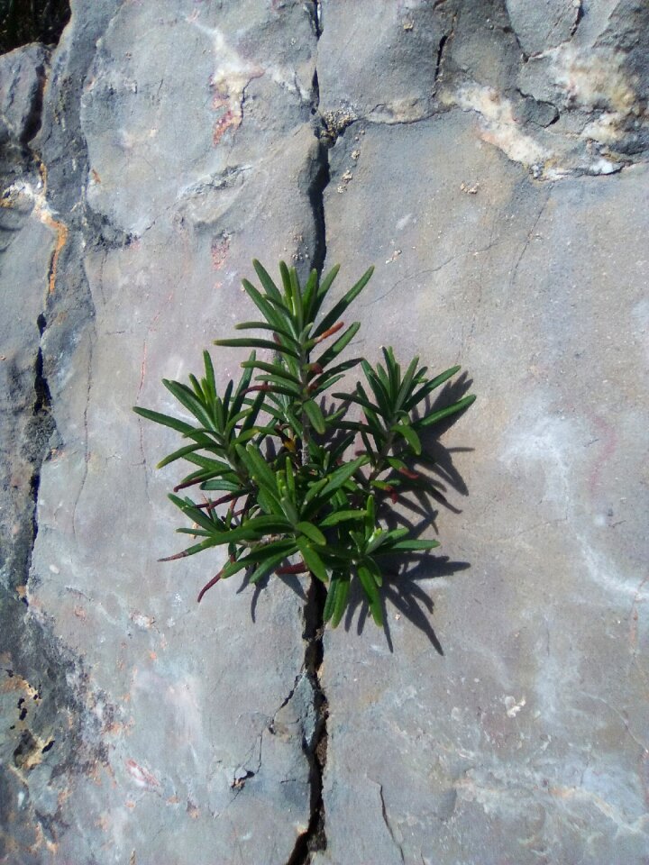 Rosemary survival concepts