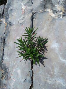 Rosemary survival concepts