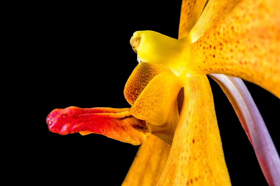 Blossom bloom orange