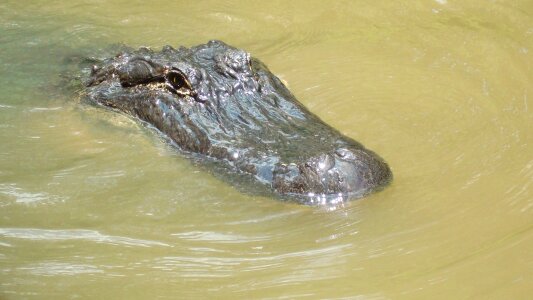 Wildlife wilderness head