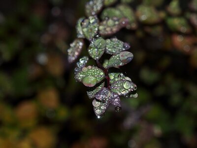 Morgentau leaves plant photo