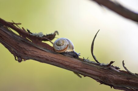 Branch shell macro