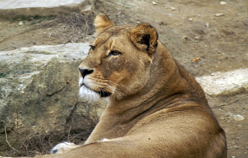 Big cat attention predator