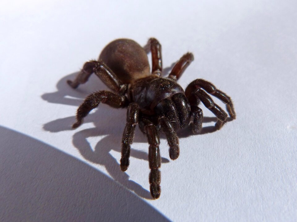 Spider tarantula arachnid
