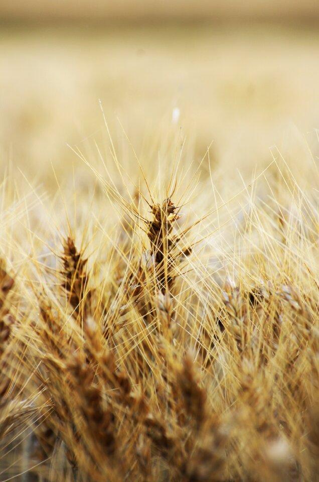 Wheat field agriculture