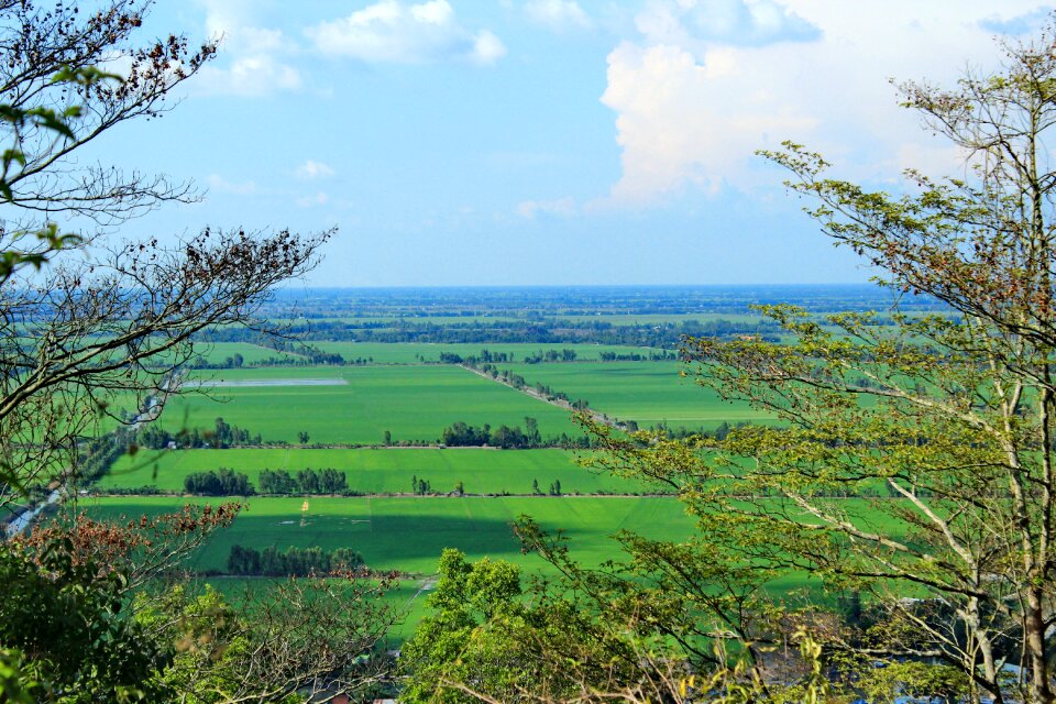 Field landscape green
