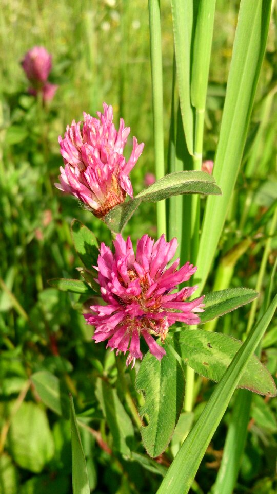 Red plant red clover