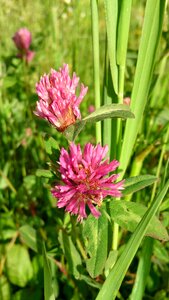 Red plant red clover