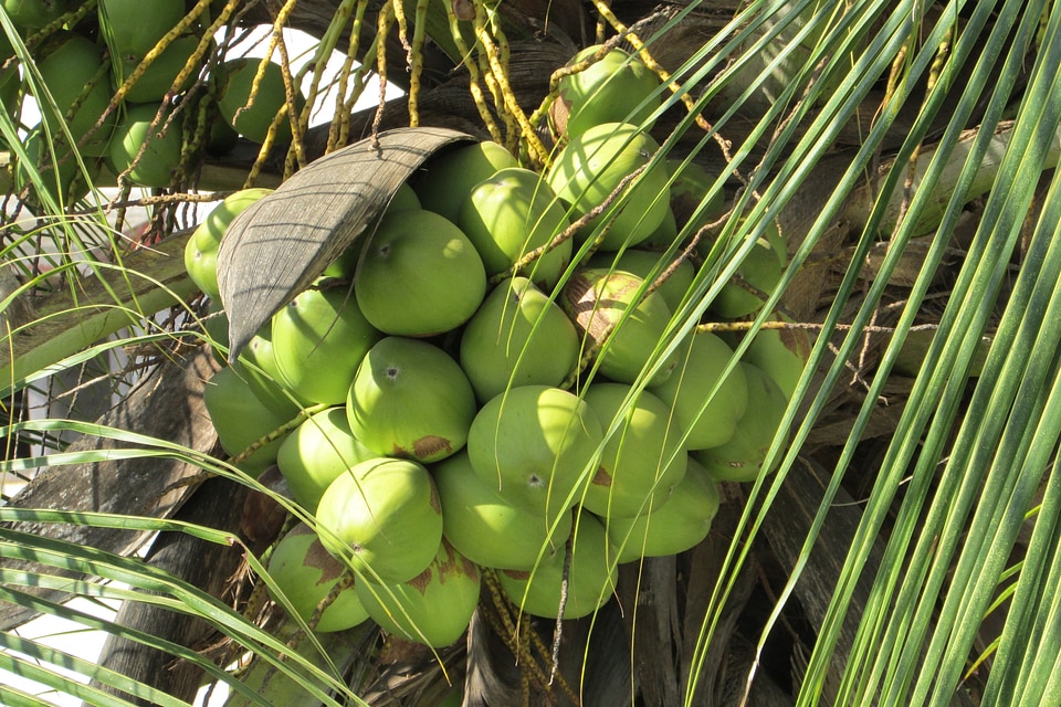Palm coconut tree juicy