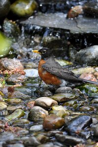 Wildlife redbreast nature