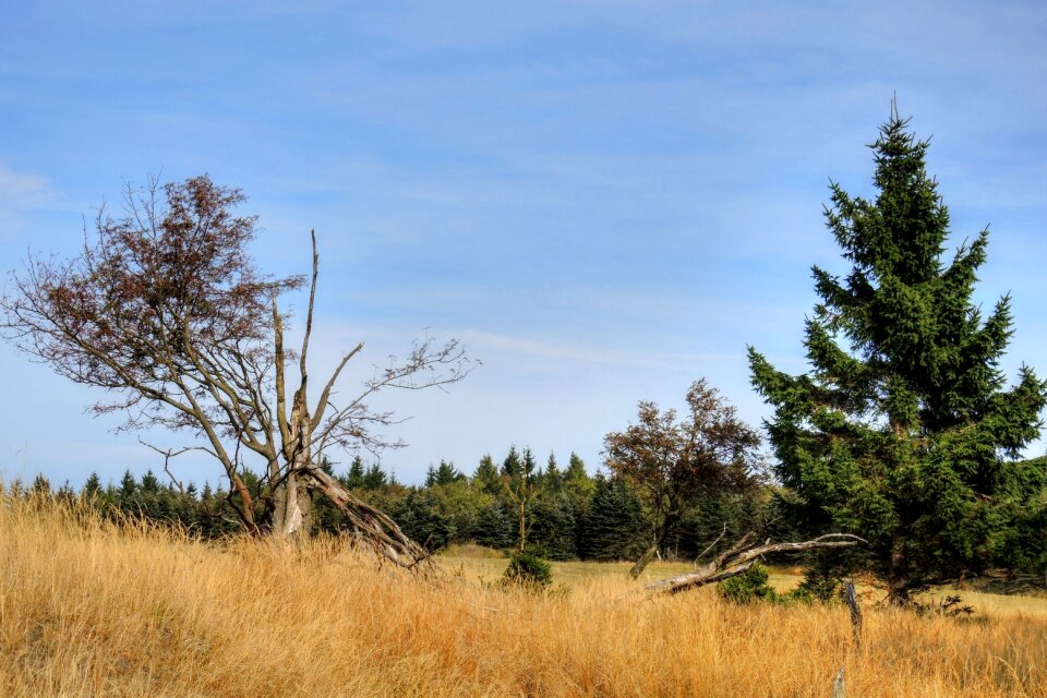 Branches grass tree of heaven