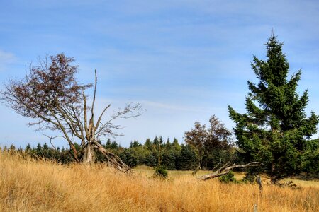 Branches grass tree of heaven