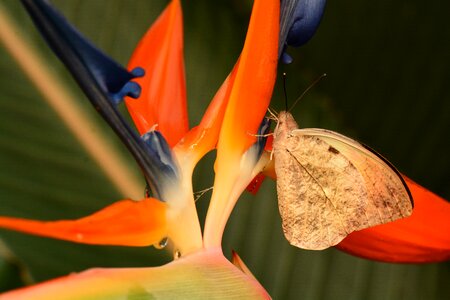 Hebomoia glaucippe wildlife bug