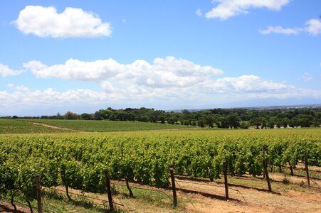 Winelands tourism landscape photo