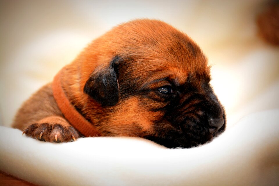 Pets portrait cute