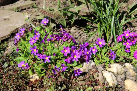 Purple garden late summer