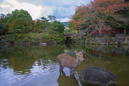 Japan trees relaxation photo