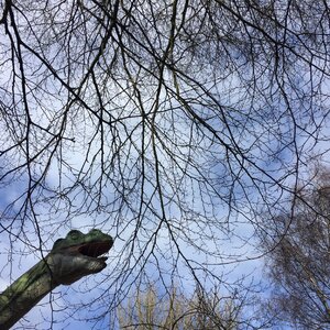 Animal reptile nature