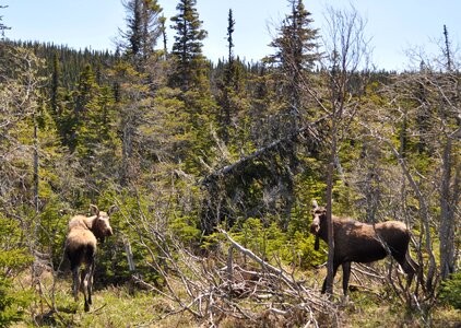 Mammal nature game