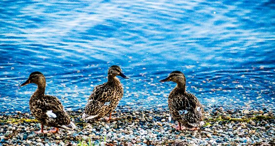 Nature landscape animal