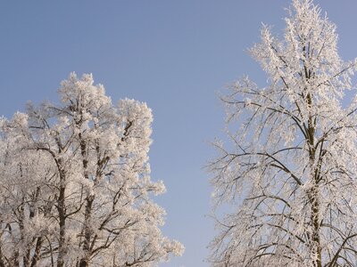 Wintry winter trees cold photo