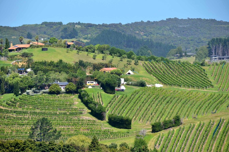 Landscape new zealand vineyard