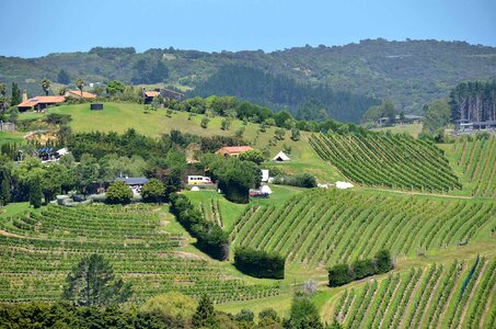 Landscape new zealand vineyard