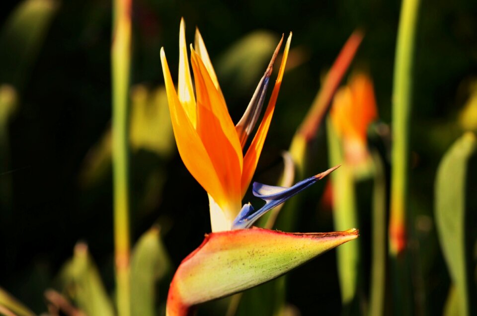 Estrelicia nature orange