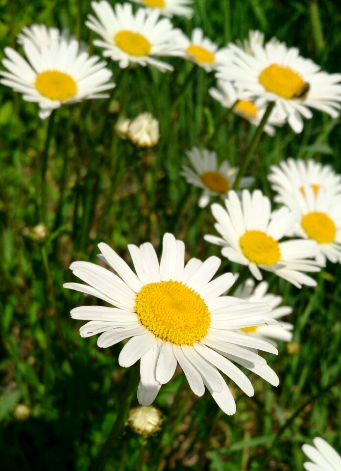 Daisy flower summer