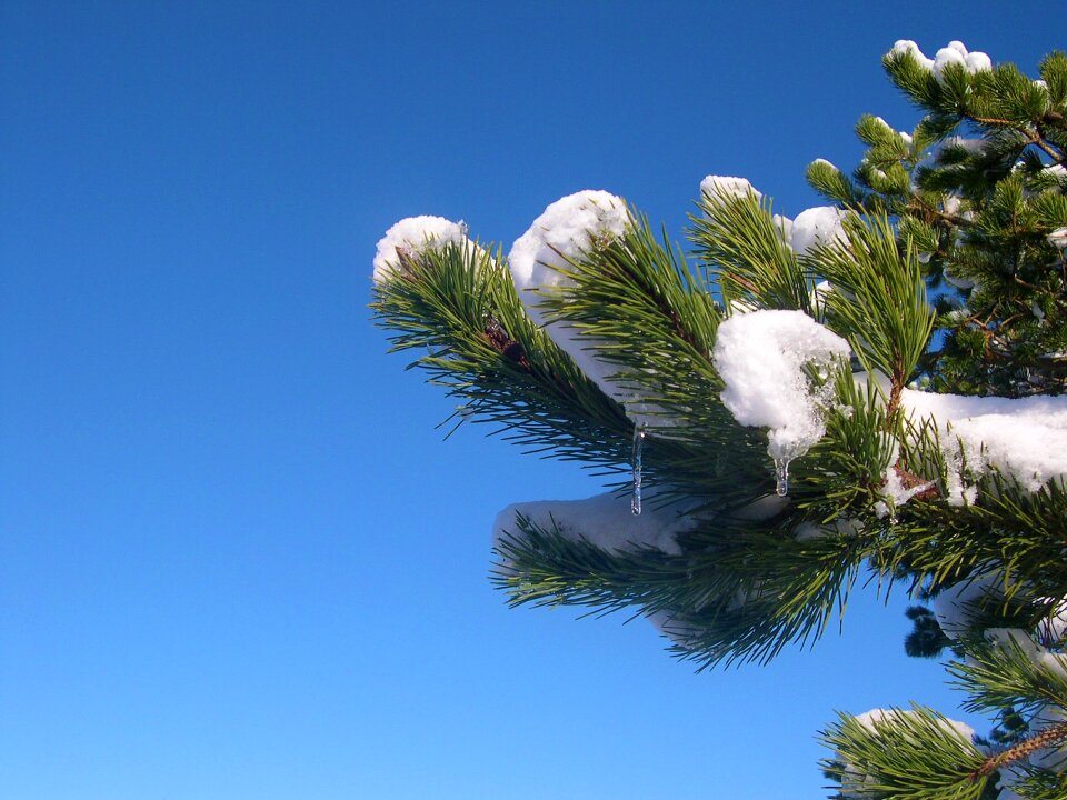 Icicle frost blue sky photo