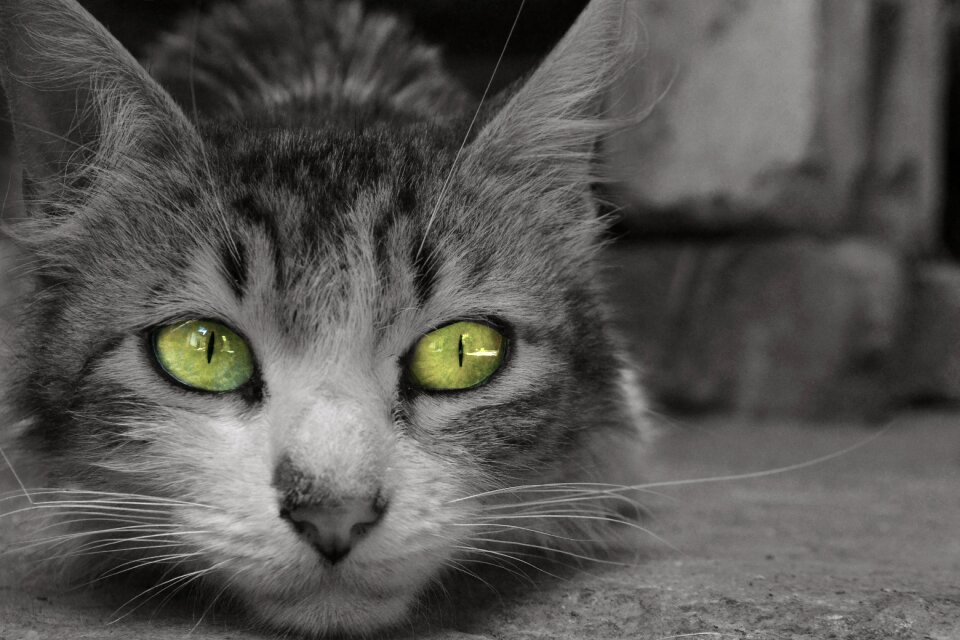 Animal whiskers look