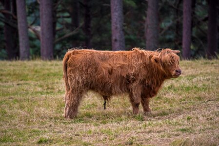 Scotland highlands landscape