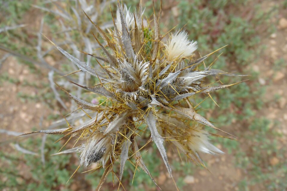 Flower thorns thorny