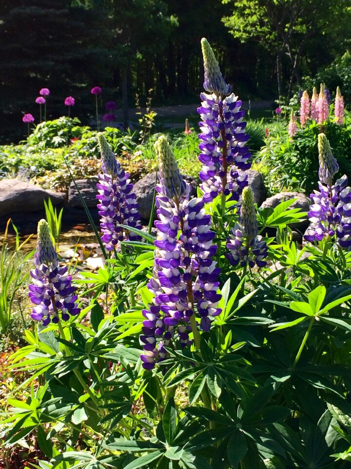 Nature bloom colorful