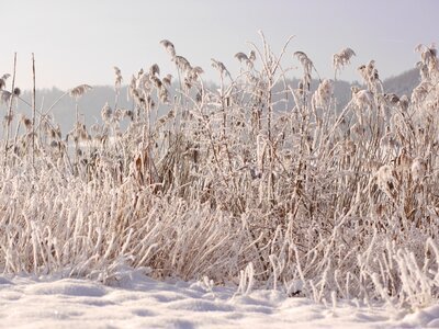 Cold snowy reed photo
