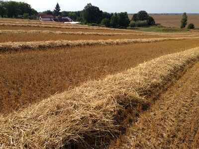 Wheat agriculture countryside
