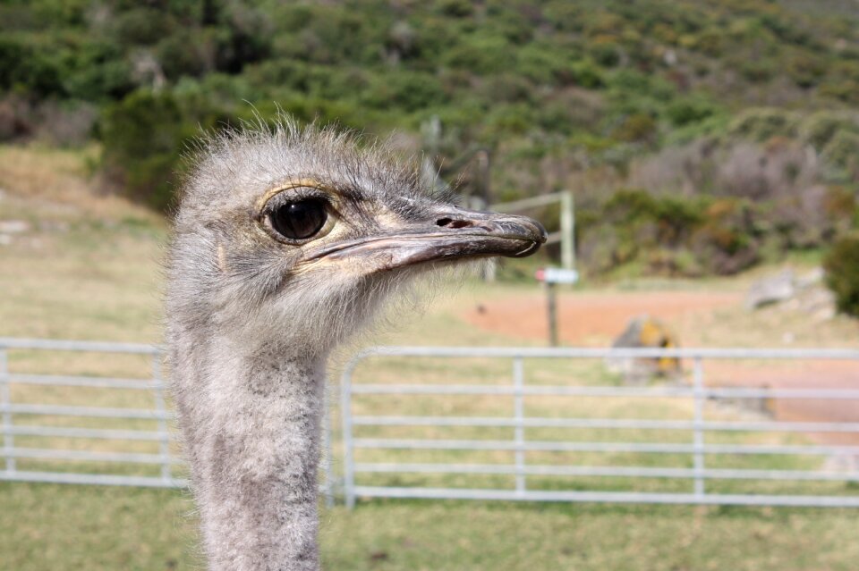 Africa animal bird