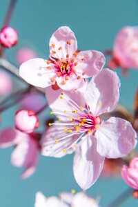 Nature spring flowers flowers