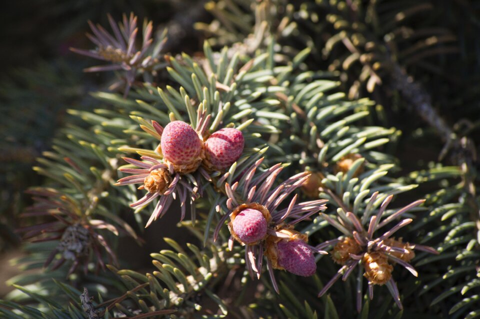 Cones small bump christmas tree