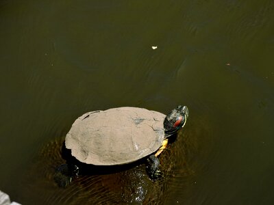 Water muddy turtle