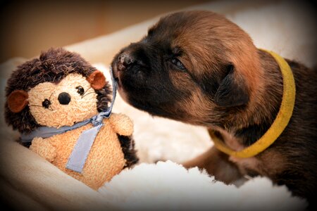 Cute pet small dog