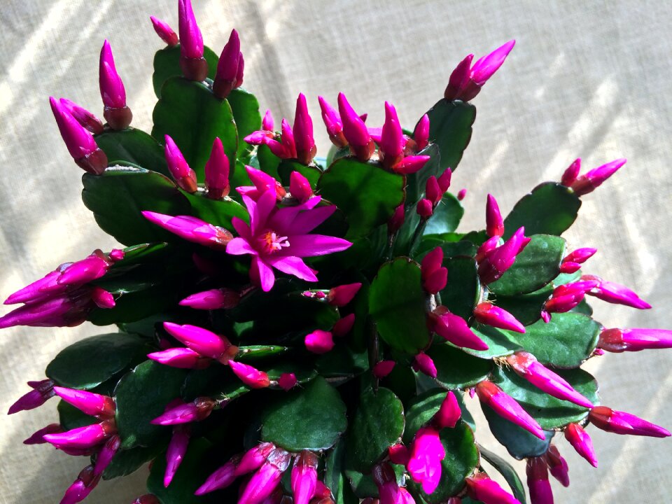 Pink blossom bloom